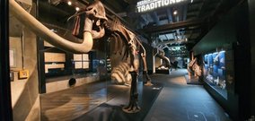Paleontological specimens on display at the Ruhr Museum