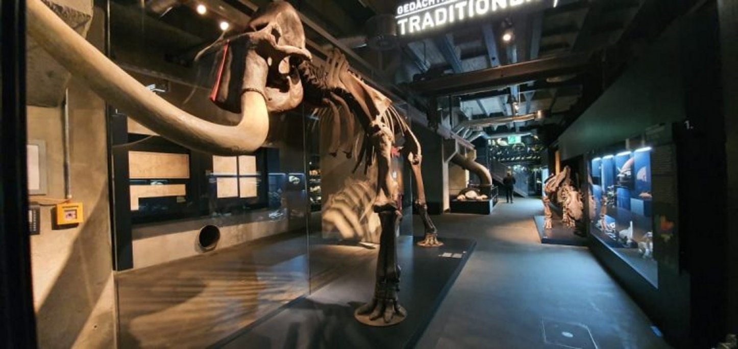 Paleontological specimens on display at the Ruhr Museum