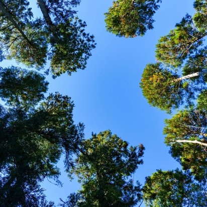 Wald_Himmel Blick von unten nach oben in einen Wald mit hohen Bäumen.