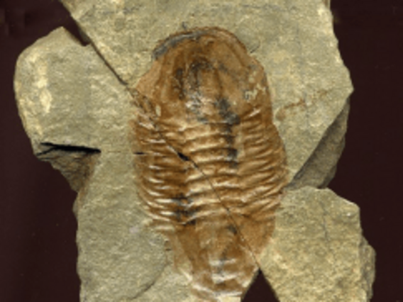 Fósseis de trilobitas do Grand Canyon Fósseis de trilobitas do Grand Canyon, artrópodes do Paleozoico. (Fonte: National Park Service).