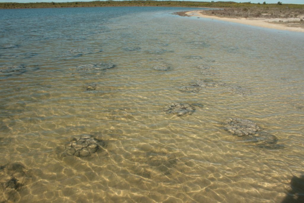 Estromatólitos em formação no Lake Thetis Estromatólitos em formação no Lake Thetis, localizado em Cervantes, Austrália Ocidental
