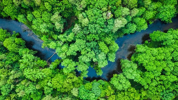 Wald_Fluss Luftaufnahme eines dichten, grünen Waldes. Durch die Baumkronen schlängelt sich ein dunkler Fluss, der sich in mehreren Kurven durch die Landschaft zieht.