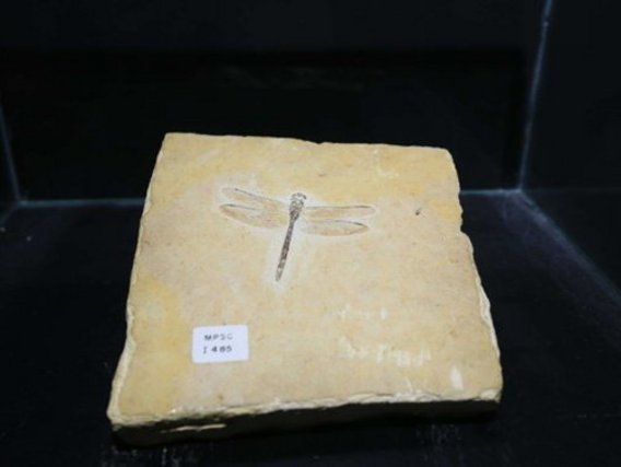 Parque Geológico do Araripe Peça em exposição no Parque Geológico Araripe